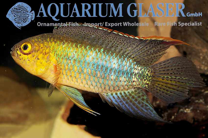 Nannacara aureocephalus - Goudkop Dwergcichlide 9 Nannacara aureocephalus
