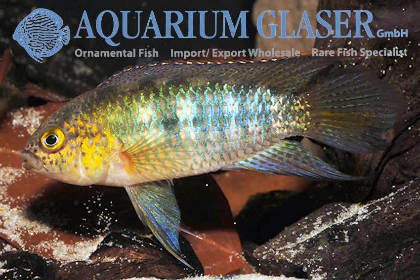 Nannacara aureocephalus - Goudkop Dwergcichlide 3 Nannacara aureocephalus - Goudkop Dwergcichlide - Afbeelding 3