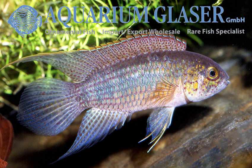 Nannacara aureocephalus - Goudkop Dwergcichlide 6 Nannacara aureocephalus