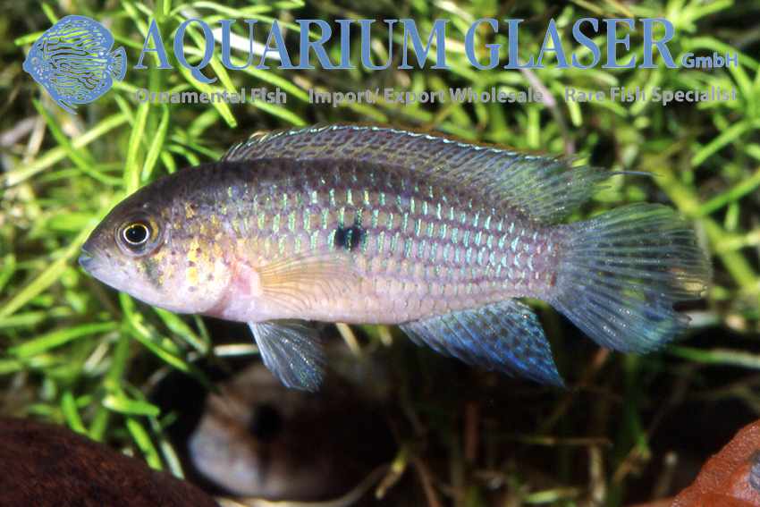 Nannacara aureocephalus - Goudkop Dwergcichlide 2 Nannacara aureocephalus - Goudkop Dwergcichlide - Afbeelding 2