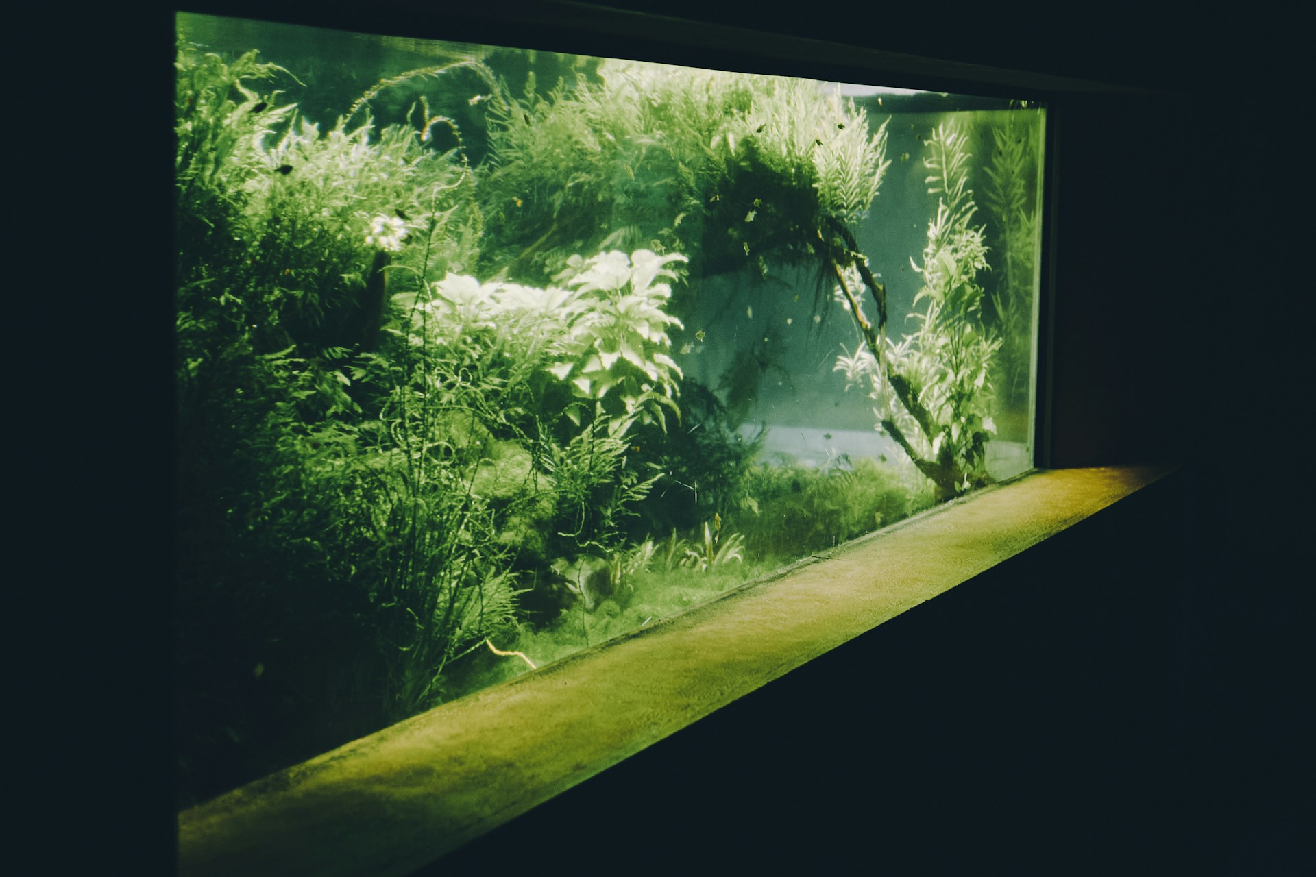 Aquarium Lek